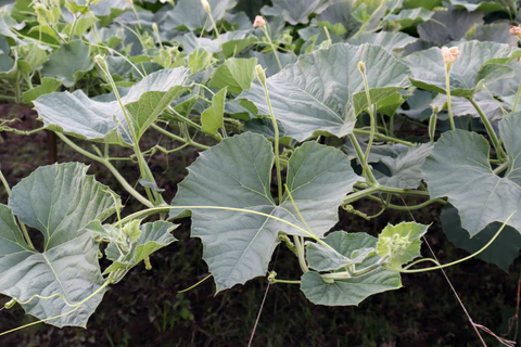 Guide étape par étape pour cultiver de la courge en bouteille à partir de graines