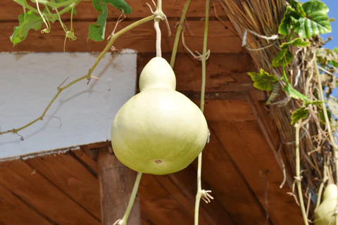 Quand et comment récolter les gourdes en bouteille