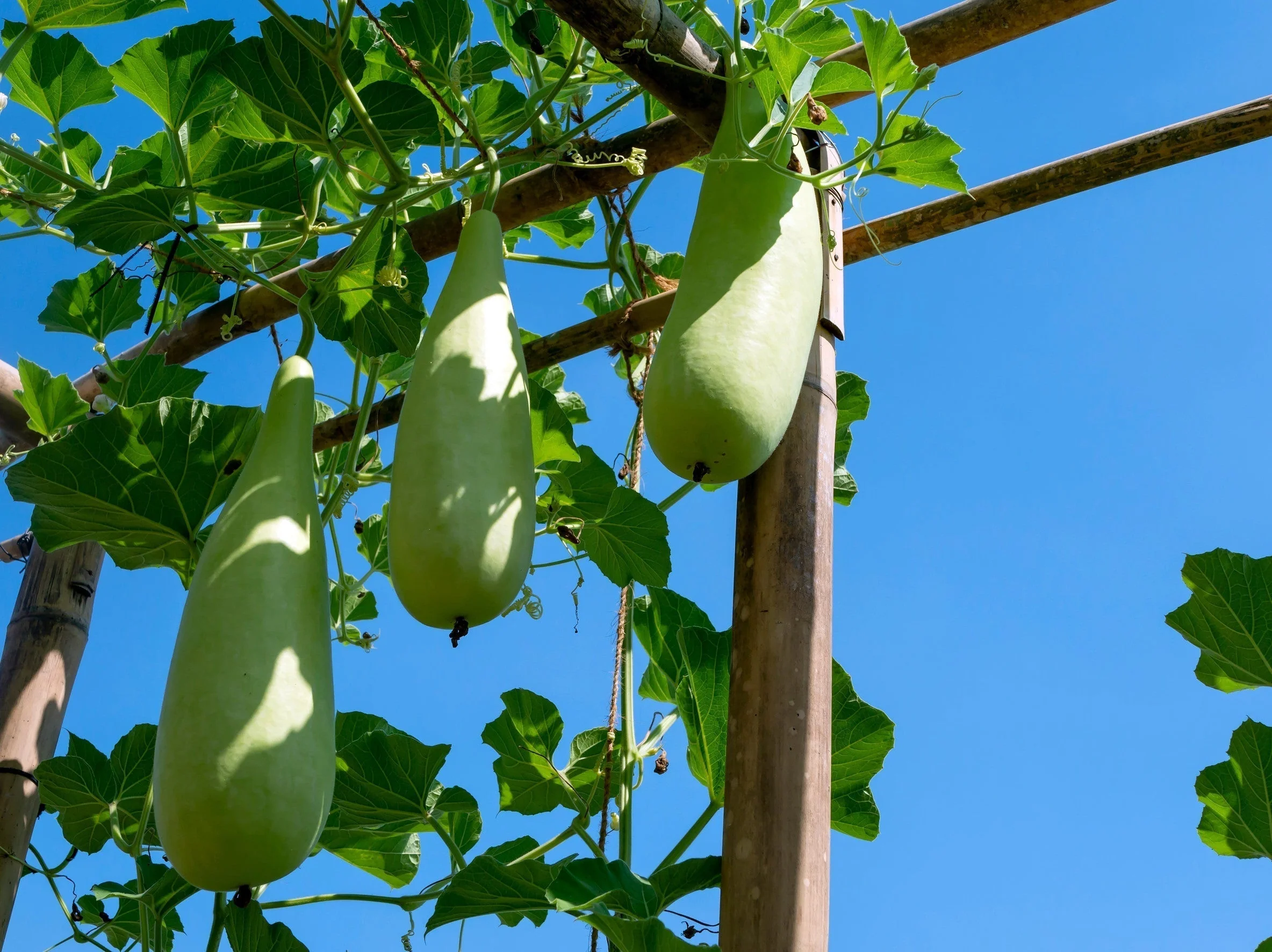 Comment faire pousser de la gourde à partir de graines en Inde