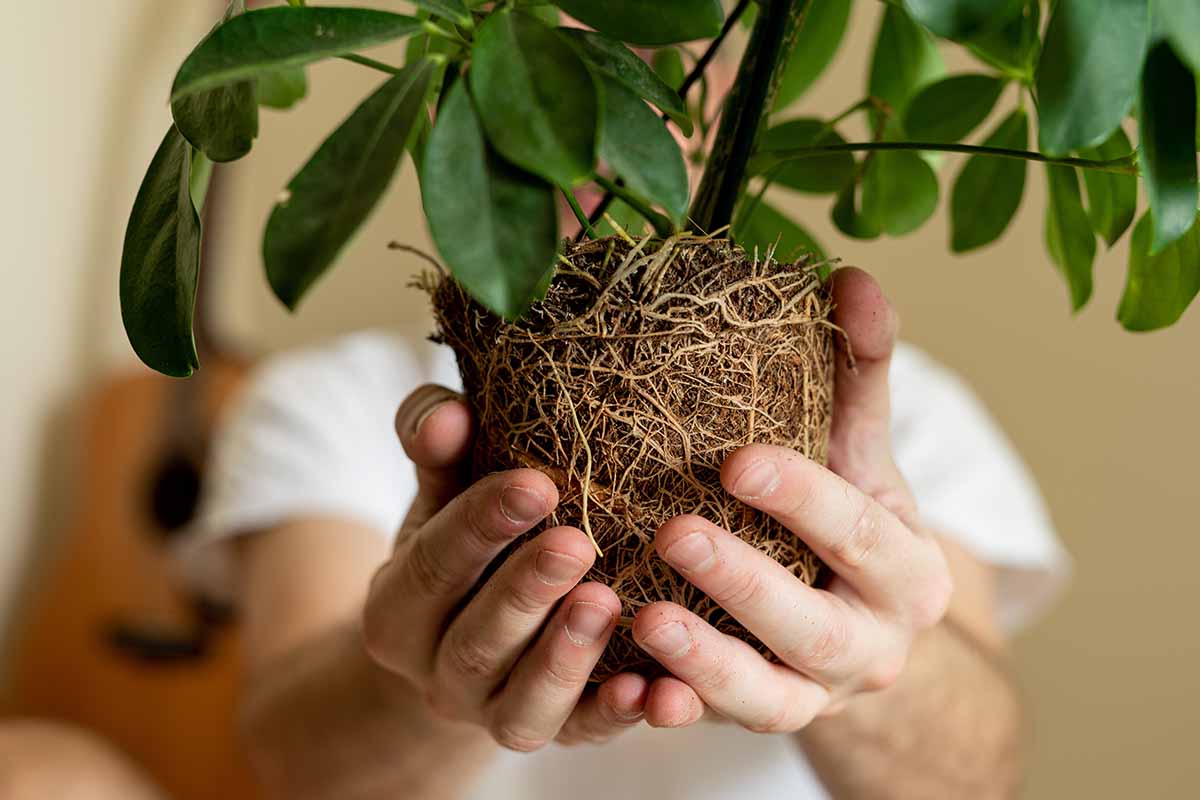 Une image horizontale en gros plan de deux mains tenant une motte de racines d'une plante retirée d'un pot pour la replantation.