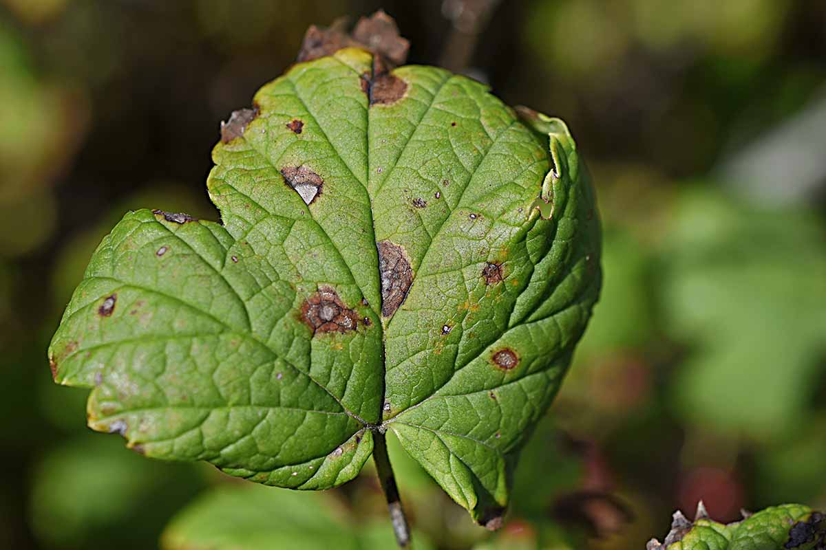 Une image horizontale en gros plan des symptômes de la tache foliaire sur le feuillage, représentée sur un fond flou.