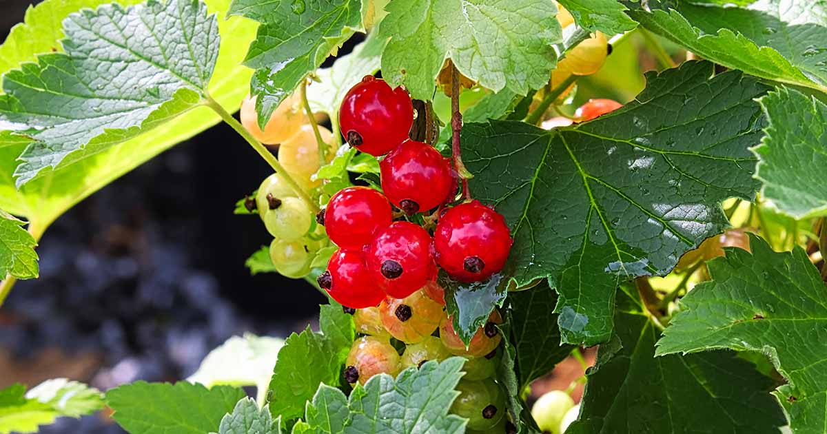 Comment planter et cultiver des groseilles rouges
