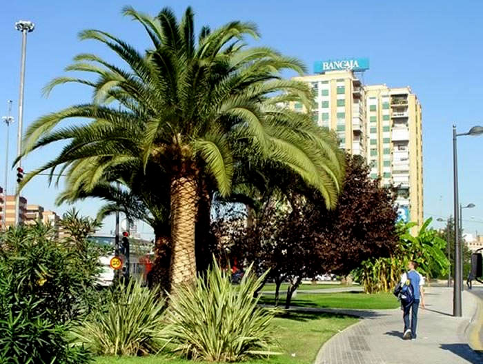 Palmier Phoenix canariensis dans le jardinage