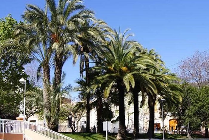 Différence entre le palmier canariensis et le dactylifera