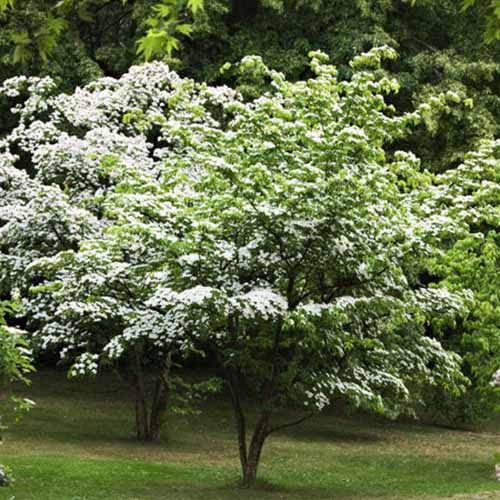 Une image carrée d'un cornouiller kousa poussant dans le paysage en pleine floraison avec des fleurs blanches.