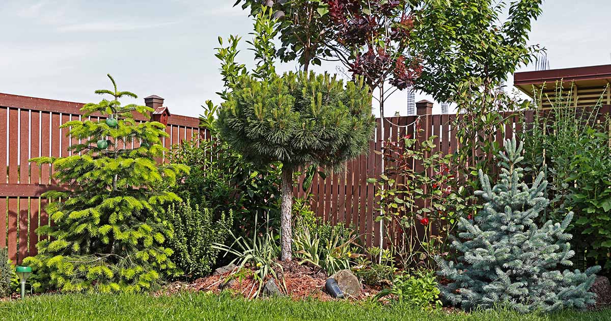17 des meilleurs petits arbres pour les jardins urbains