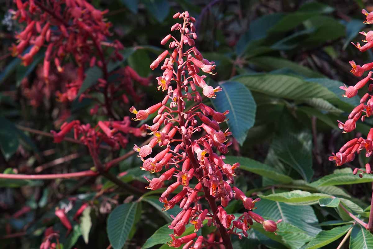 Une image horizontale en gros plan de fleurs de buckeye rouges qui poussent dans le jardin, photographiées sous un soleil léger.