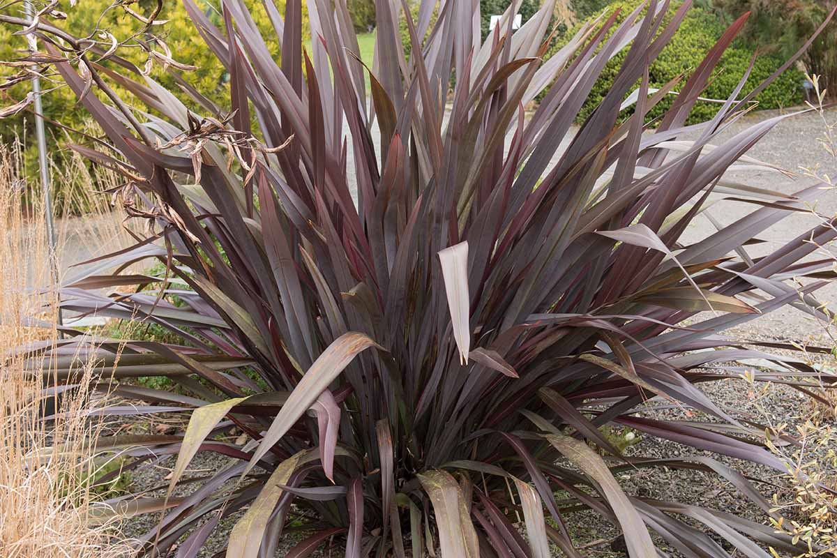 Une image horizontale en gros plan du lin de Nouvelle-Zélande Phormium tenax 'All Black' poussant dans le jardin.