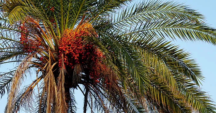 Dattes Phoenix dactylifera Dattes Phoenix dactylifera