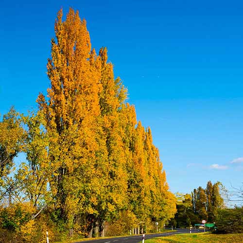 Image carrée d'une ligne de peupliers de Lombardie au feuillage jaune, représentée sous un soleil éclatant sur fond de ciel bleu.