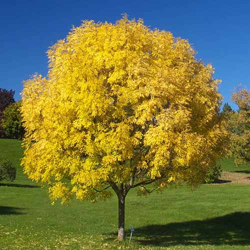 Une image carrée d'un frêne vert patmore avec un feuillage d'automne jaune poussant dans le paysage représenté sous un soleil éclatant sur un fond de ciel bleu.