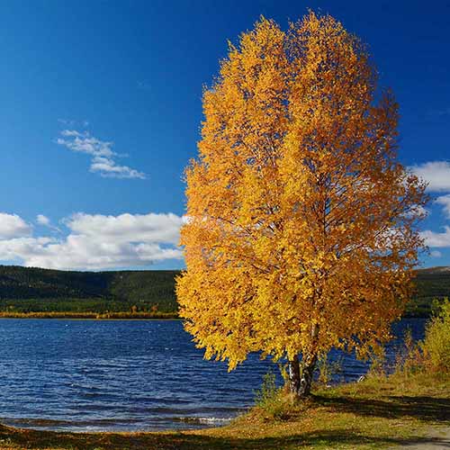 Une image carrée d'un bouleau de rivière « Heritage » poussant au bord d'un lac, représenté sur un fond de ciel bleu.