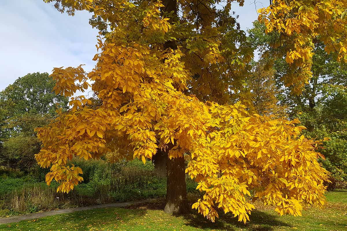 Une image horizontale en gros plan d'un caryer shagbark poussant dans le jardin avec un feuillage d'automne jaune vif.