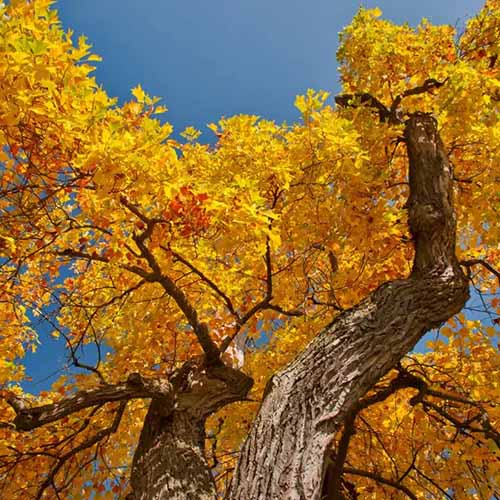 Une image carrée de l'écorce texturée et du feuillage d'automne jaune d'un peuplier tulipe vu de dessous sur un fond de ciel bleu.