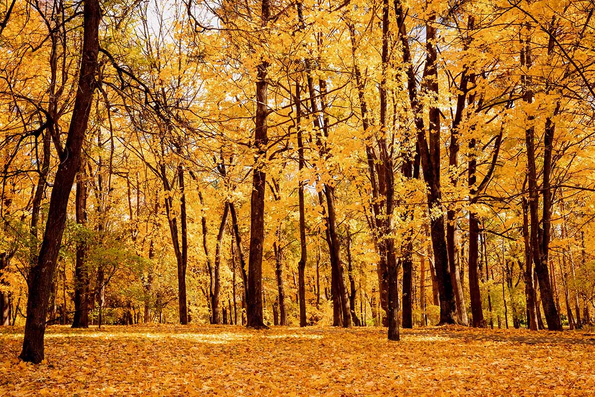 Image horizontale d’une forêt en automne avec un feuillage jaune vif.