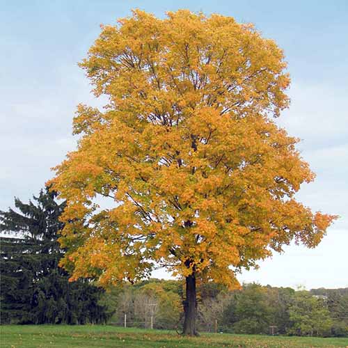 Image carrée d'un grand érable argenté au feuillage d'automne jaune poussant dans le paysage.