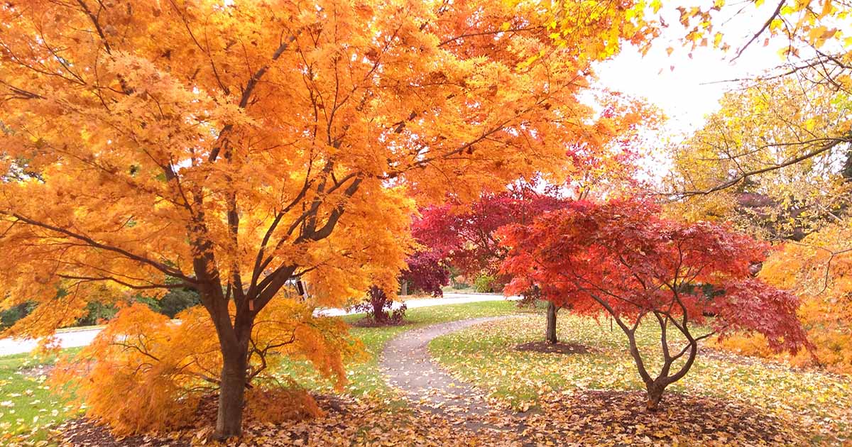 21 des meilleurs arbres pour la couleur jaune d’automne