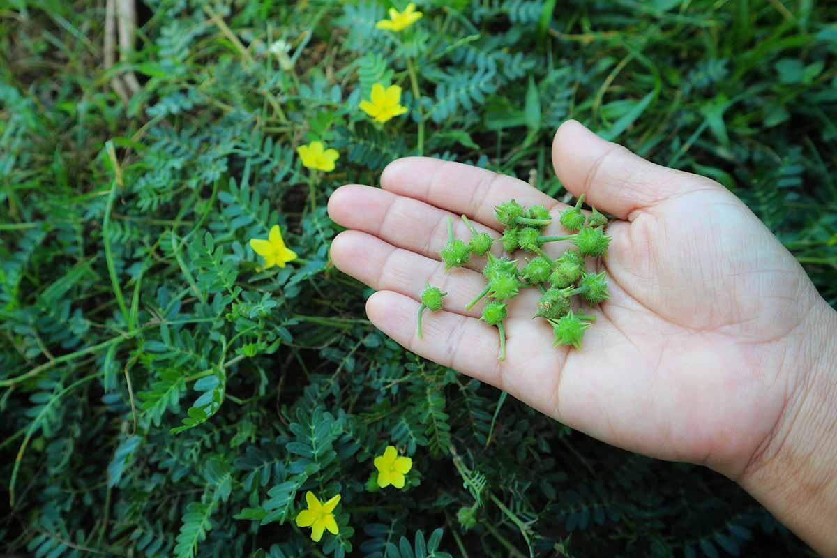 Image horizontale en gros plan d'une main à droite du cadre tenant de petites gousses vertes avec du feuillage et des fleurs jaunes en flou en arrière-plan.