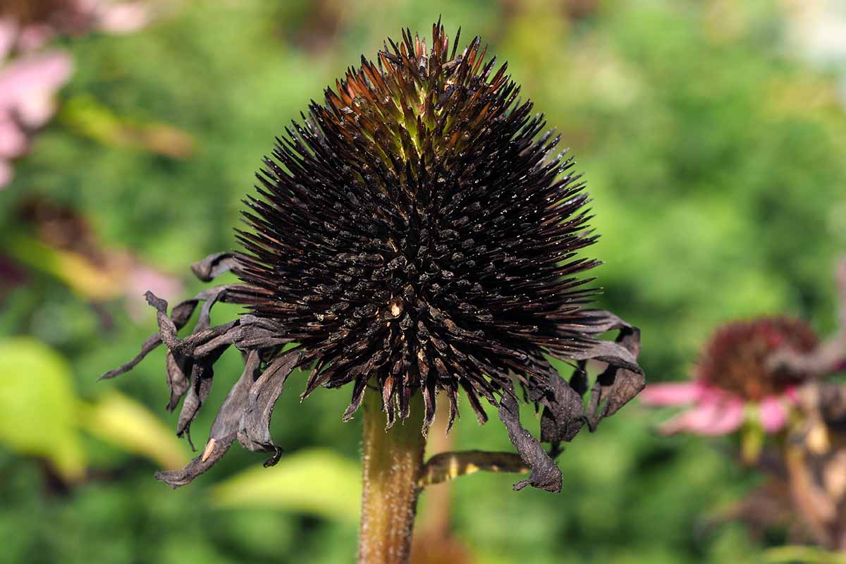 Une image horizontale en gros plan d'une tête de fleur d'échinacée séchant dans le jardin, représentée sur un fond flou.