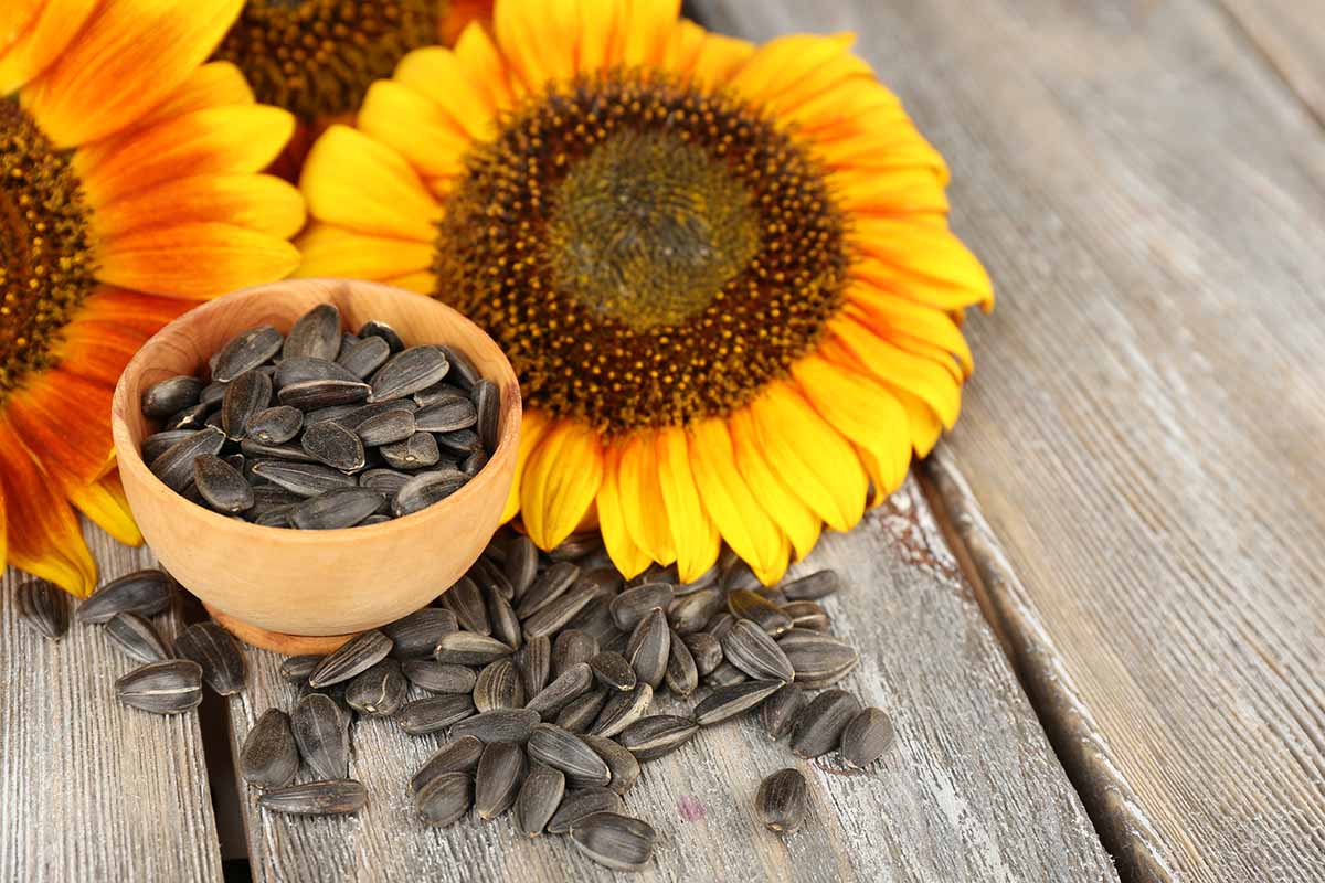 Une image horizontale en gros plan de tournesols et de gousses fraîchement récoltées dans un petit pot en argile posé sur une surface en bois.