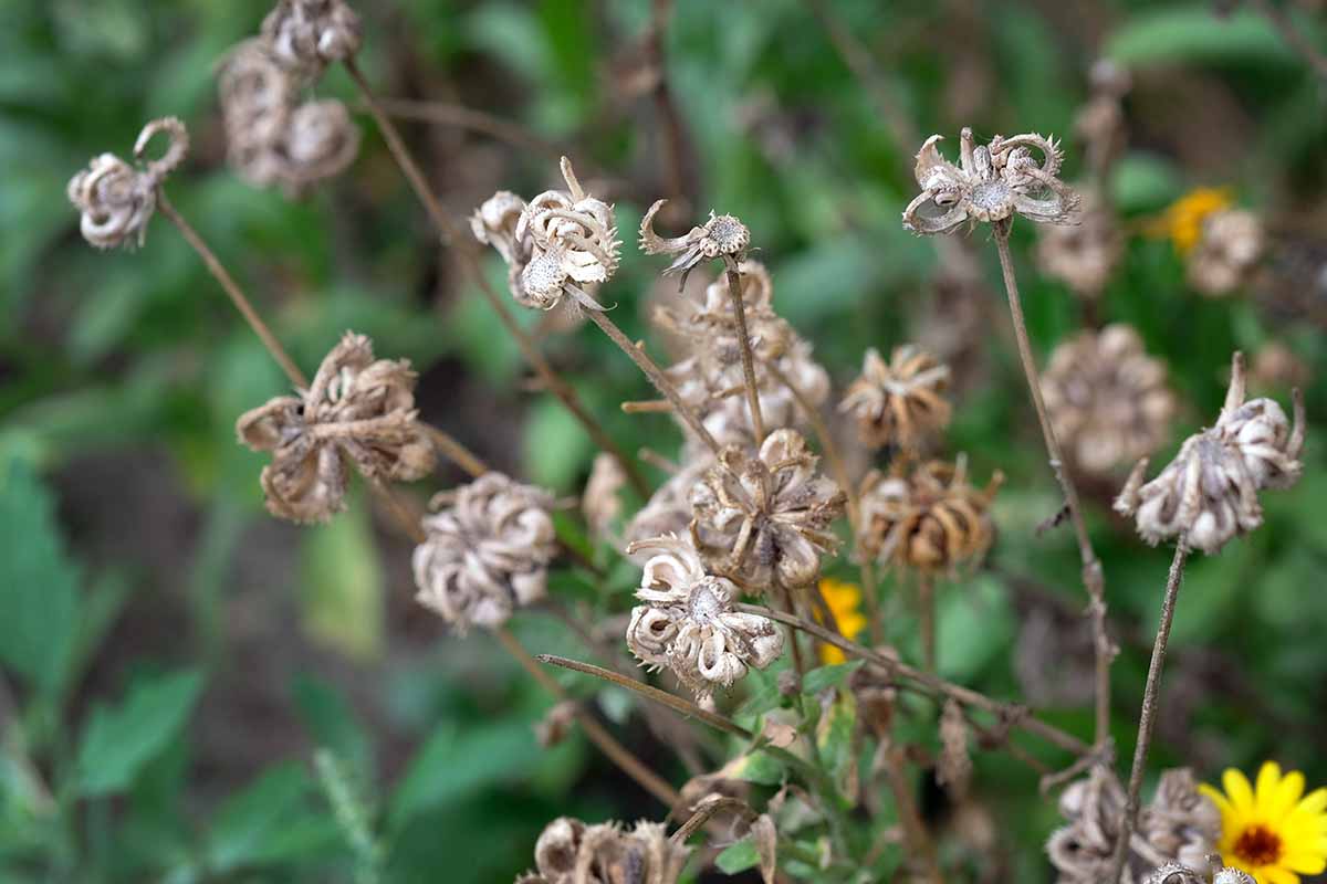 Une image horizontale en gros plan de fleurs fanées séchant dans le jardin d'automne, représentée sur un arrière-plan flou.