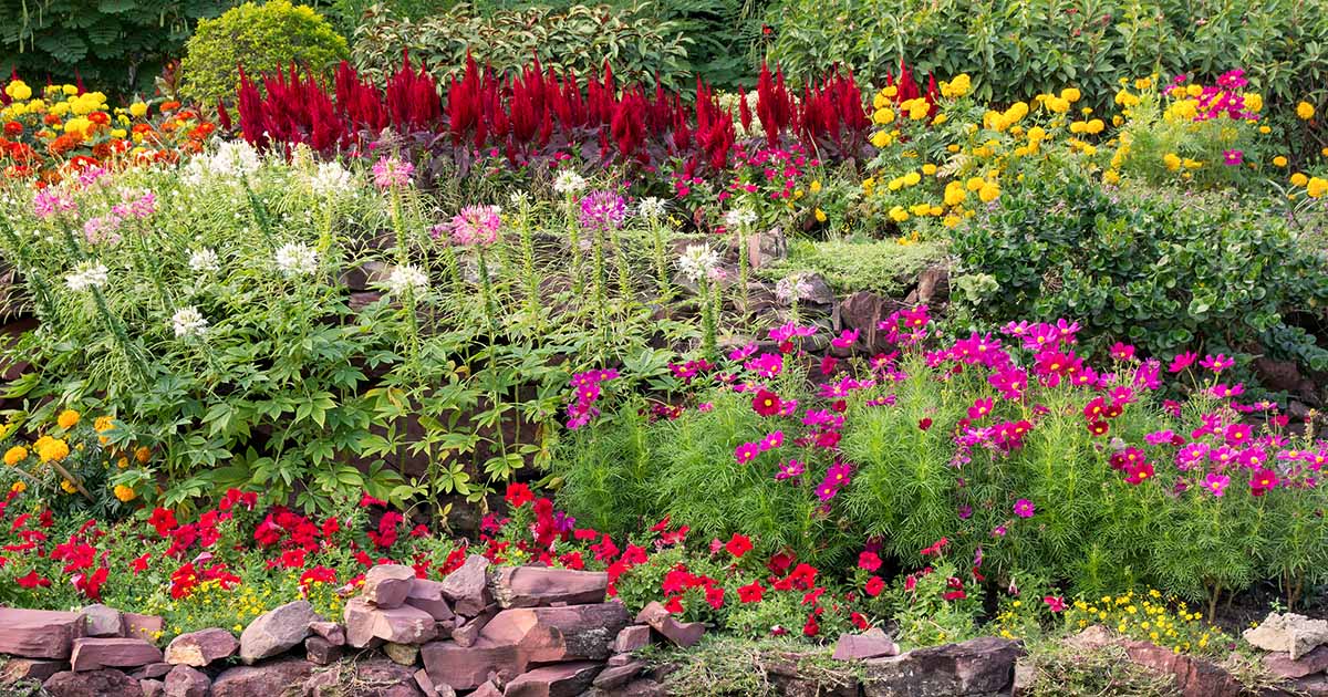 Récolter des graines de fleurs : comment conserver les graines du jardin
