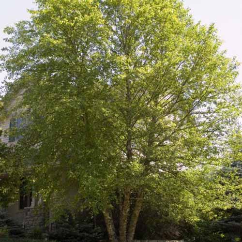 Image carrée d’un grand arbre patrimonial poussant à l’extérieur d’une résidence.