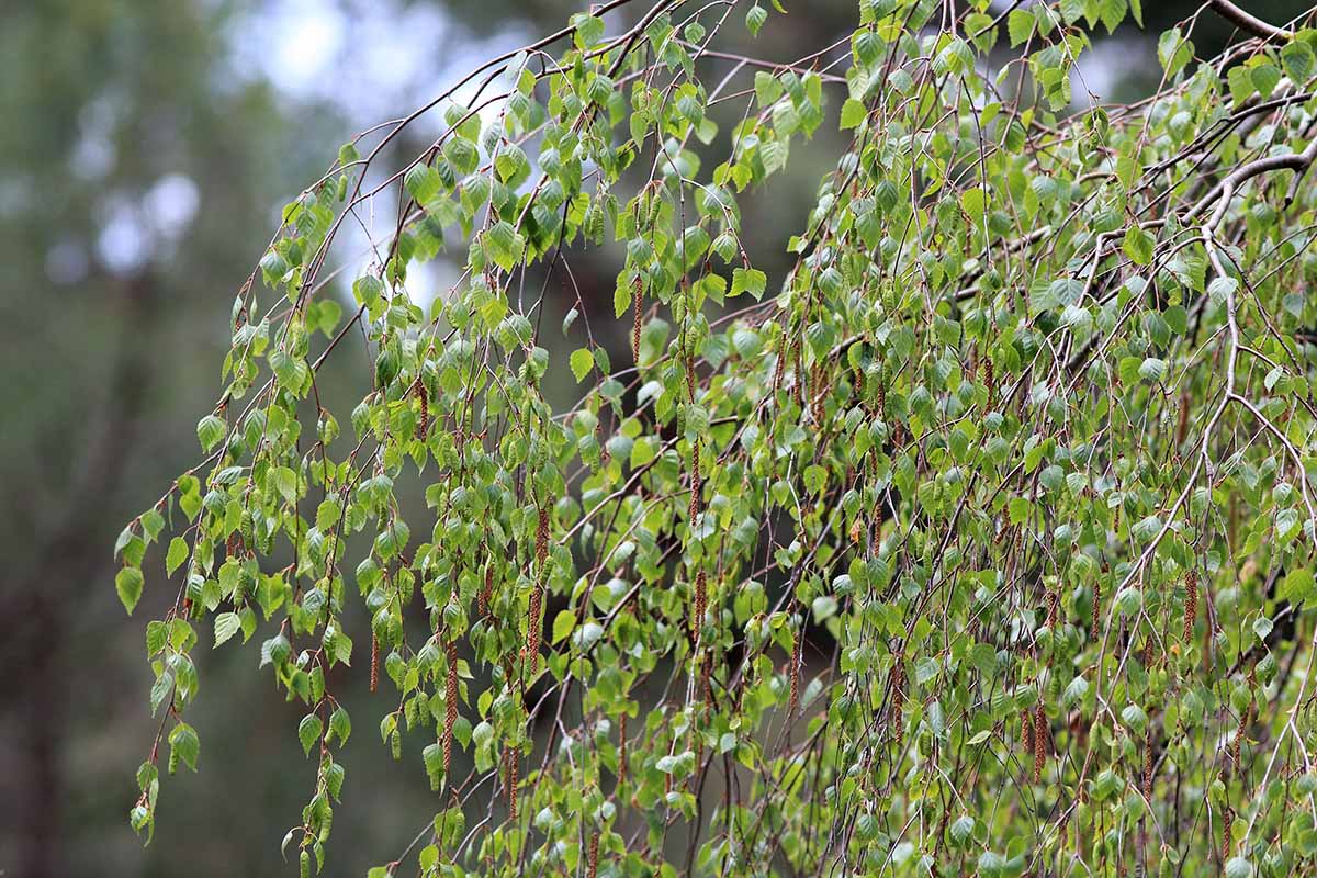 Une image horizontale en gros plan du feuillage d'une Betula populifolia poussant dans le jardin, représentée sur un fond flou.