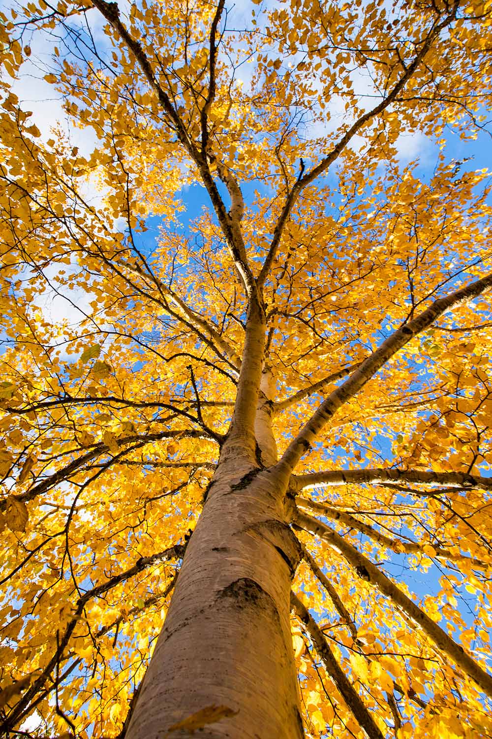 Une image verticale dans la canopée d'un grand bouleau à papier resplendissant de feuillage d'automne avec un ciel bleu en arrière-plan.