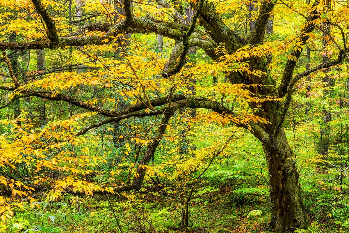 Une image horizontale d'un bouleau des marais poussant à l'état sauvage dans une forêt aux couleurs d'automne.