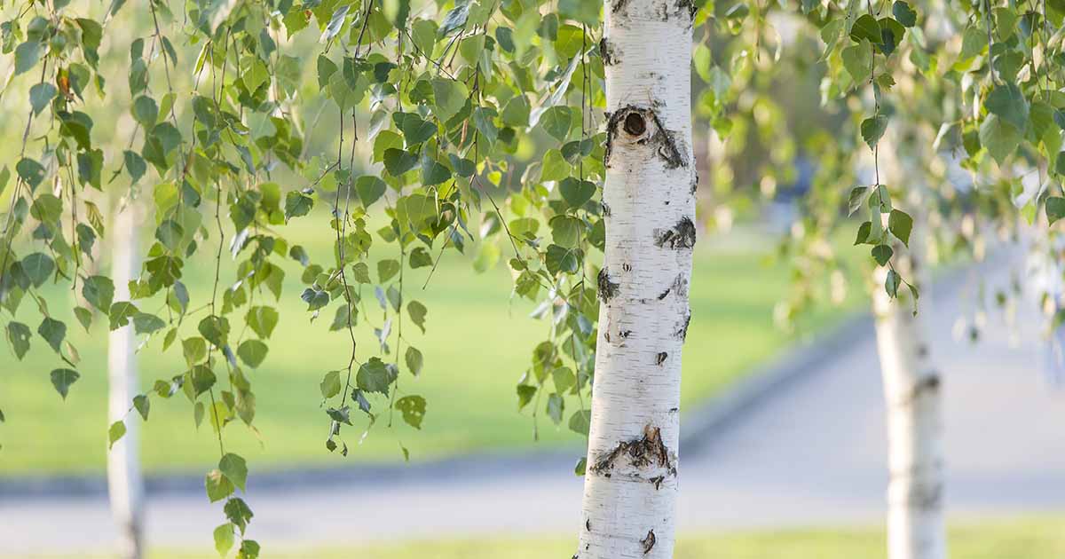 Apprenez à cultiver et à entretenir des bouleaux