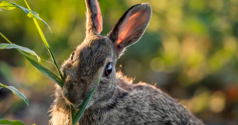 13 plantes à fleurs que les lapins laisseront tranquilles