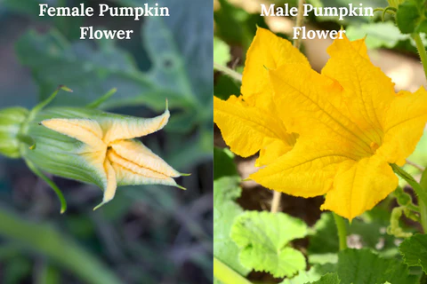 Fleurs de citrouille et pollinisation
