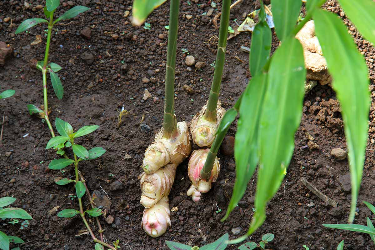 Une image horizontale de galanga poussant dans le jardin.