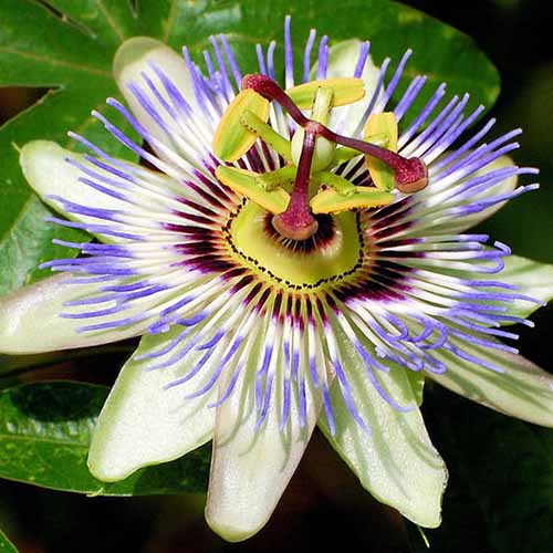 Une image carrée en gros plan d'une fleur de Passiflora caerulea représentée sur un fond flou.