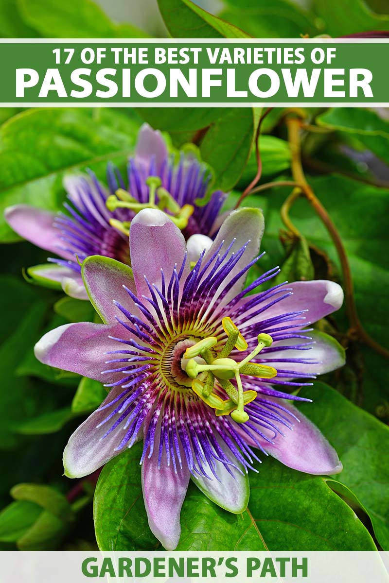 Une image verticale en gros plan de passiflores poussant dans le jardin avec un feuillage flou en arrière-plan. En haut et en bas du cadre se trouve un texte imprimé en vert et blanc.