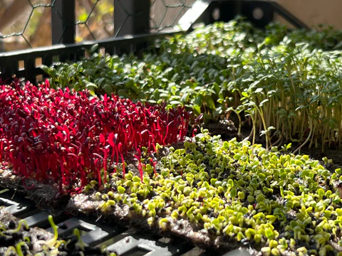 Pourquoi les graines traitées ne conviennent pas aux microgreens