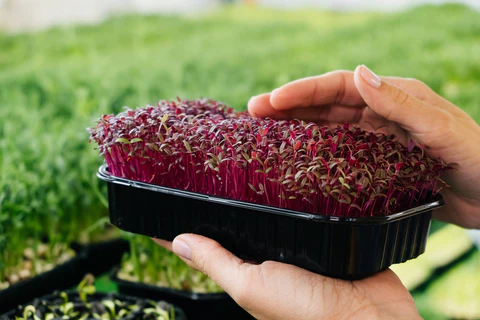 Choisir les bonnes graines pour les microgreens