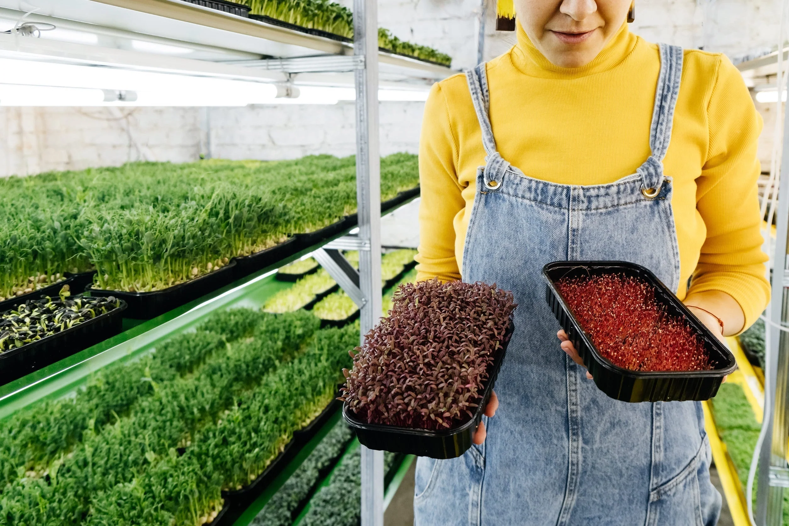 Pourquoi les graines non traitées sont les meilleures pour la culture de micropousses en Inde – AllThatGrows