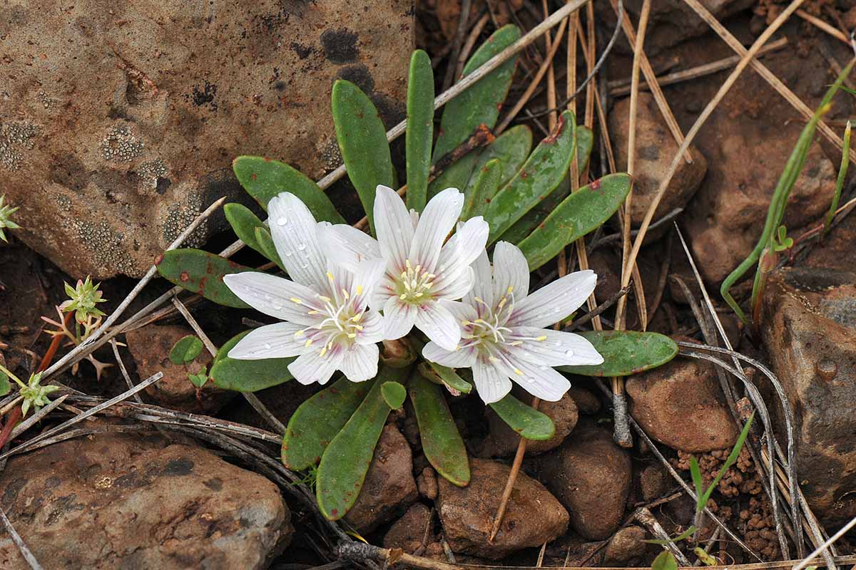 Une image horizontale en gros plan des fleurs blanches de Lewisia brachycalyx poussant dans un affleurement rocheux.
