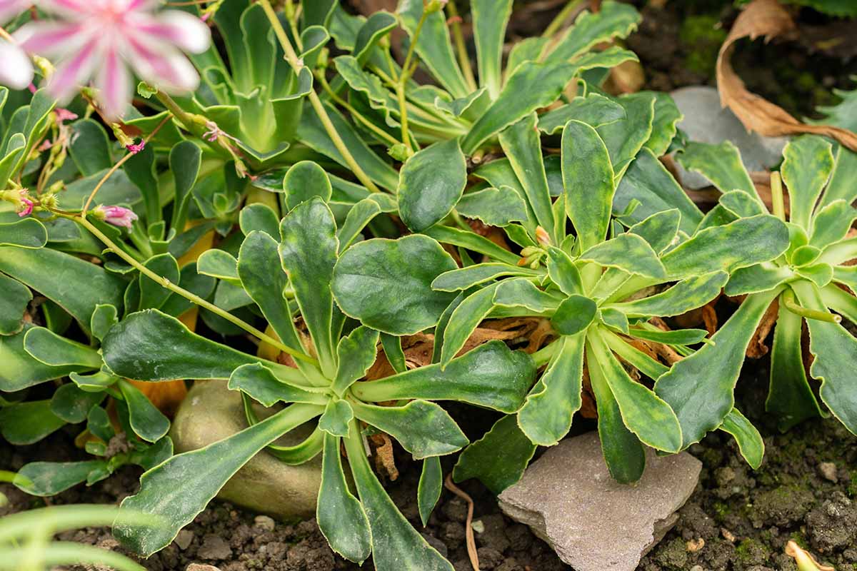 Une image horizontale en gros plan des succulentes rosettes du feuillage des filles des falaises.