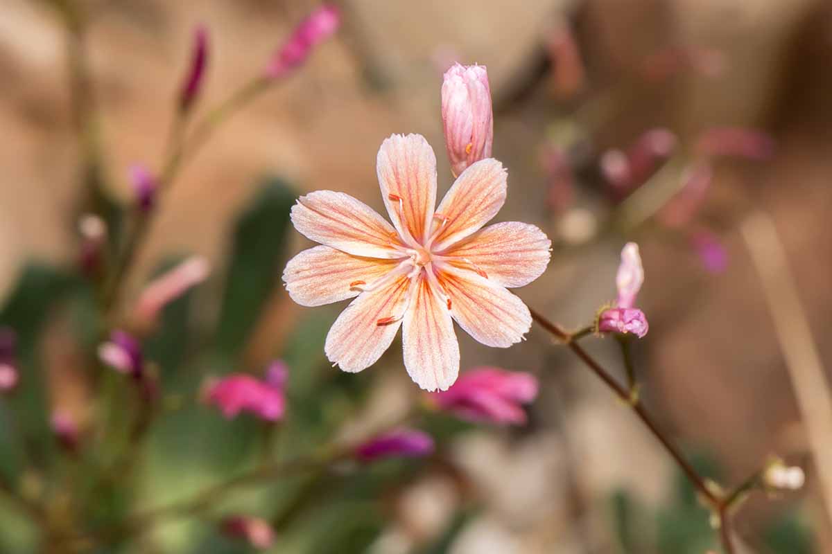 Image horizontale en gros plan d'une seule fleur de Lewisia columbiana représentée sur un arrière-plan flou.