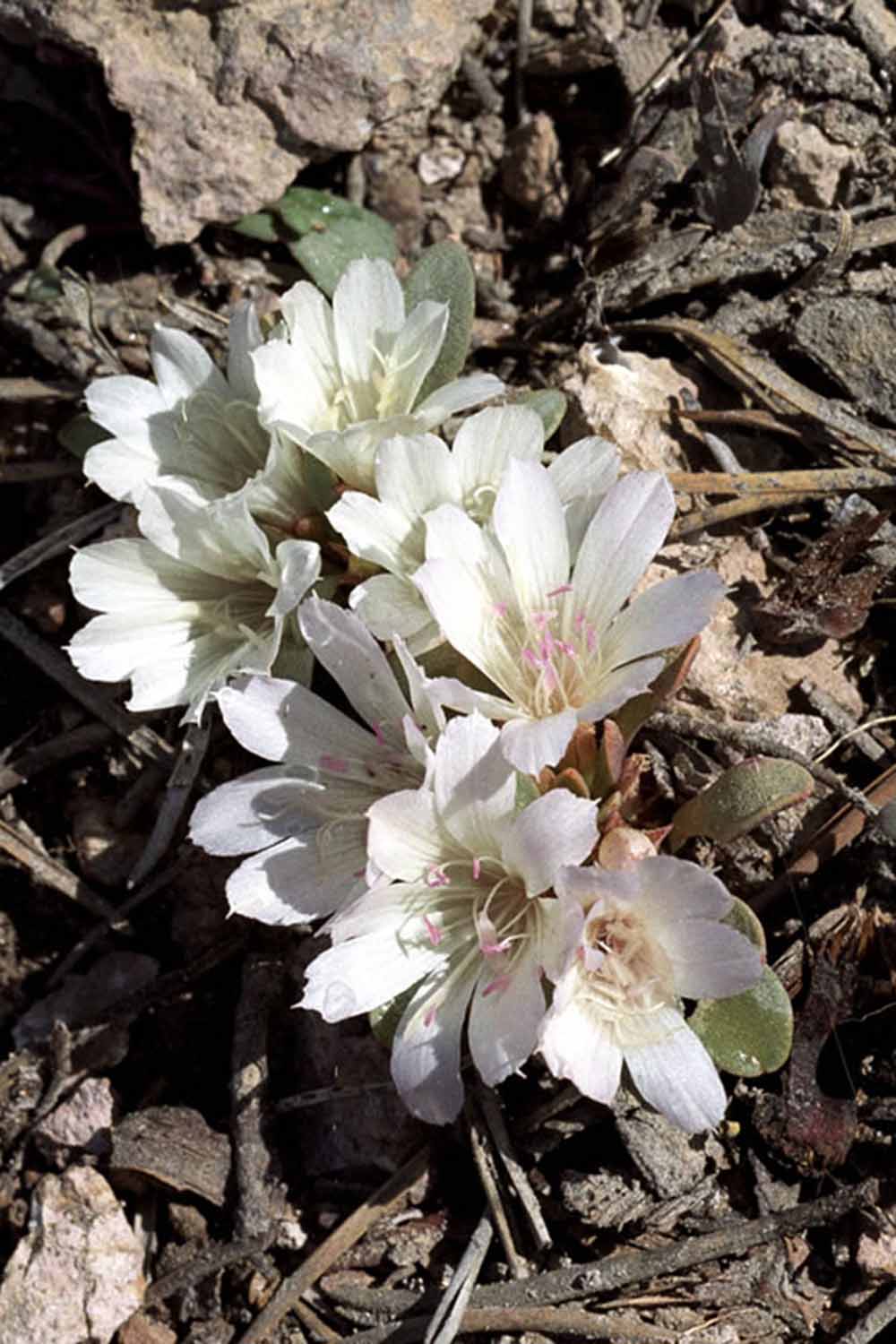 Une image verticale en gros plan de la Lewisia de Kellogg poussant à l'état sauvage, représentée sous un soleil éclatant.