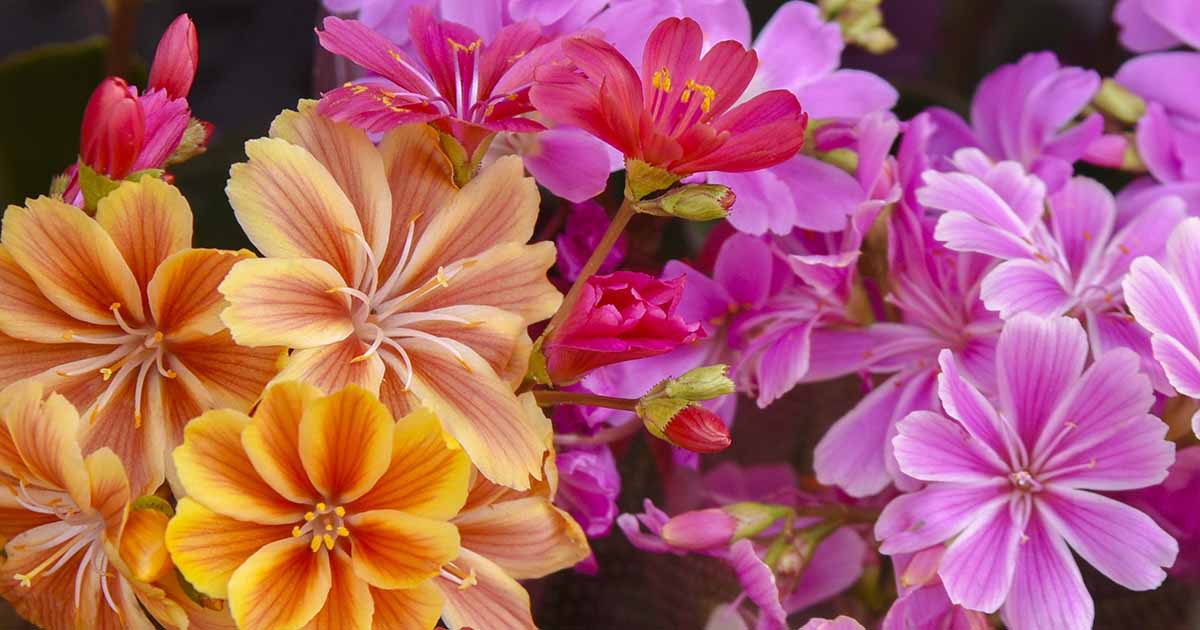 Comment cultiver et entretenir Lewisia Bitterroot (Cliff Maids)