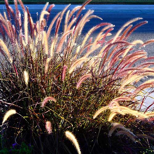 Une image carrée en gros plan d'herbe de fontaine violette qui pousse dans le jardin.