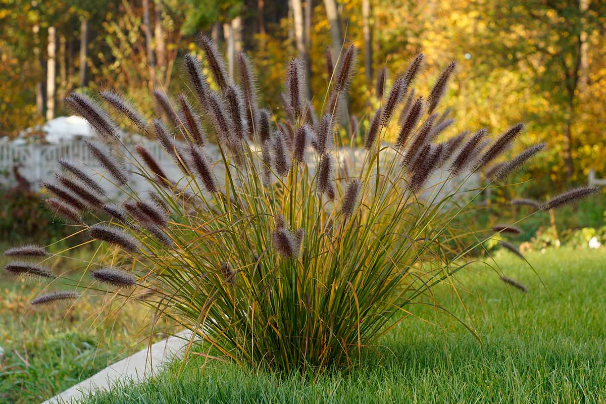 Image horizontale en gros plan d'une touffe d'herbe de fontaine avec des fleurs violet clair poussant dans une pelouse avec des arbres au foyer doux en arrière-plan.