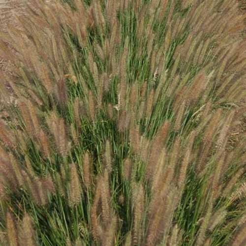 Une image carrée en gros plan de Pennisetum Jambalaya qui pousse dans le jardin.