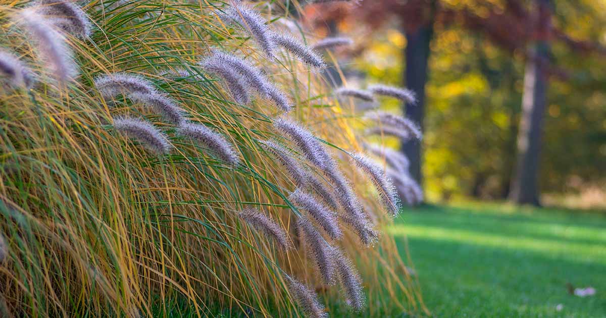 Apprenez à cultiver de l'herbe de fontaine (Pennisetum)