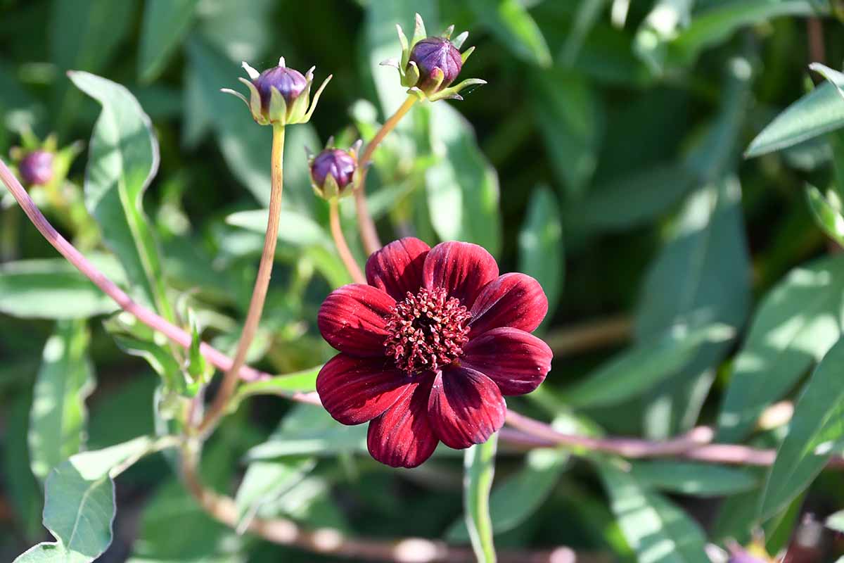 Une image horizontale en gros plan d'une fleur de cosmos en chocolat poussant dans le jardin, représentée sous un soleil éclatant avec un feuillage flou en arrière-plan.