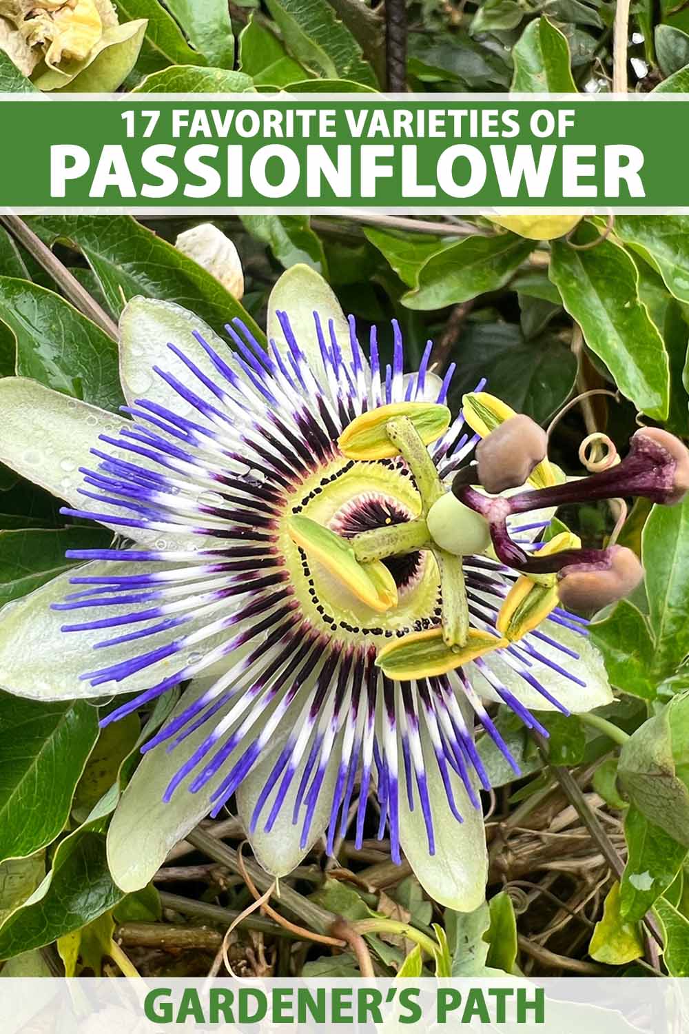Une image verticale en gros plan d'une fleur de passiflore entourée de feuillage. En haut et en bas du cadre se trouve un texte imprimé en vert et blanc.